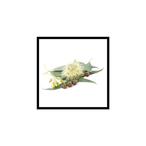 Huile Essentielle d'Eucalyptus Citronné
