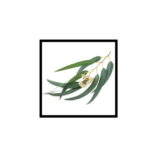 Huile Essentielle d'Eucalyptus Globuleux