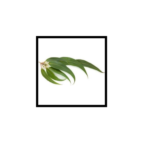 Huile Essentielle d'Eucalyptus Mentholé