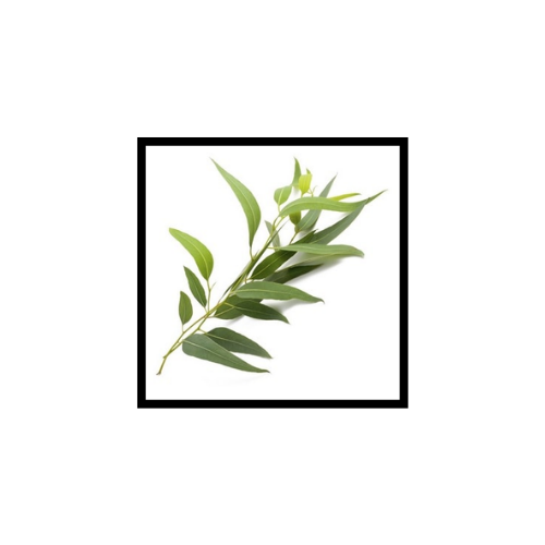 Huile Essentielle d'Eucalyptus Radié