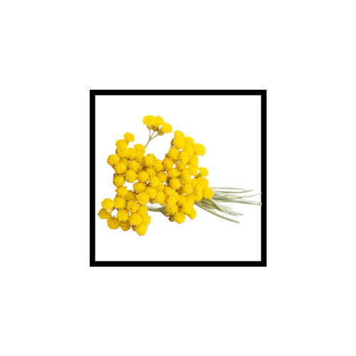 Huile Essentielle d'Hélichryse Italienne (Immortelle)