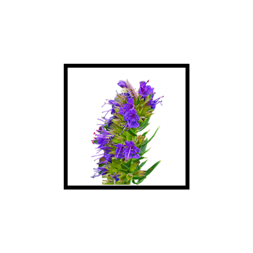 Huile Essentielle d'Hysope Officinale Couchée (Décombante)