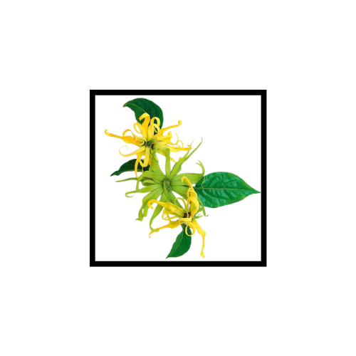 Huile Essentielle d'Ylang-Ylang