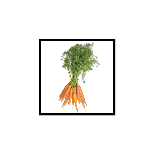 Huile Essentielle de Carotte Cultivée