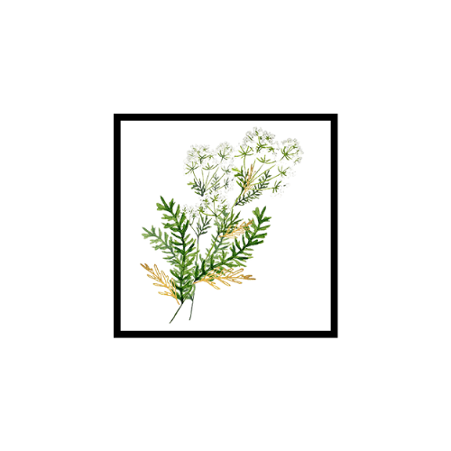 Huile Essentielle de Cumin