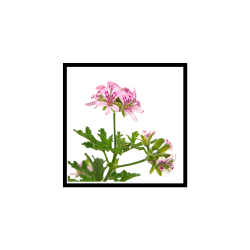 Huile Essentielle de Géranium Rosat