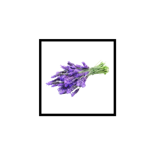 Huile Essentielle de Lavande Officinale (Lavande Vraie)