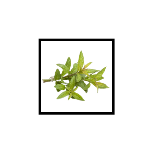 Huile Essentielle de Litsée Citronnée (Verveine Exotique)