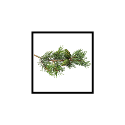 Huile Essentielle de Pin Sylvestre