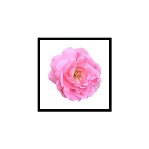 Huile Essentielle de Rose de Damas