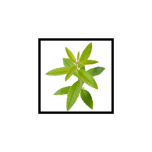 Huile Essentielle de Verveine Citronnée