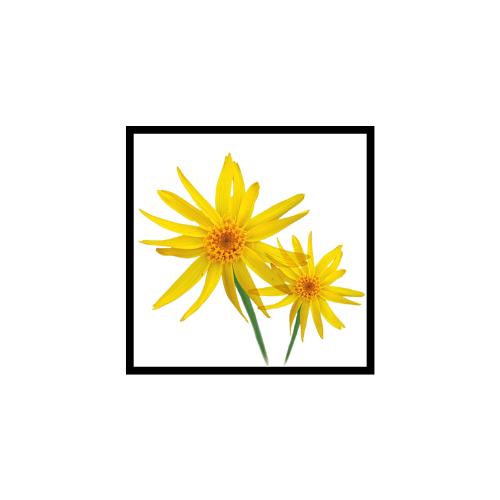 Huile Végétale d'Arnica'