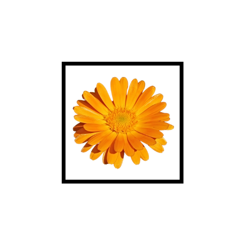 Huile Végétale de Calendula