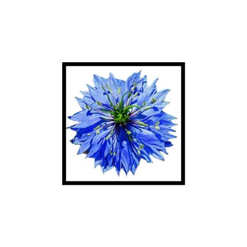 Huile Végétale de Nigelle