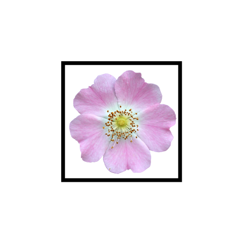 Huile Végétale de Rose Musquée