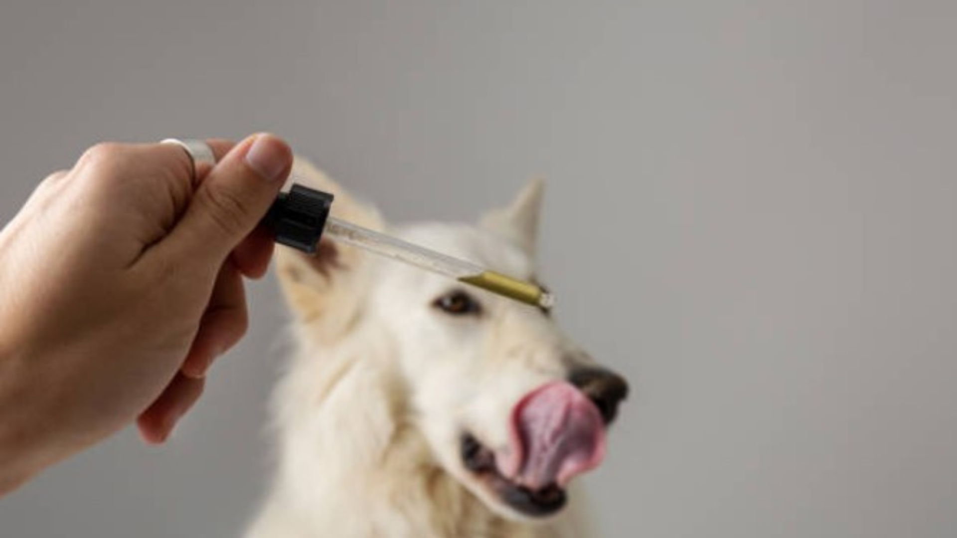 huile essentielle et vegetale pour animaux